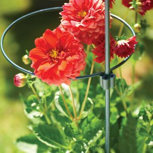 150 cm (60”) Plant Support Stake - The Pavilion