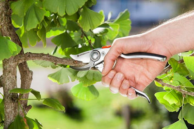 Secateurs BP 50/21