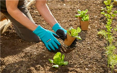Planting and Soil Gloves S
