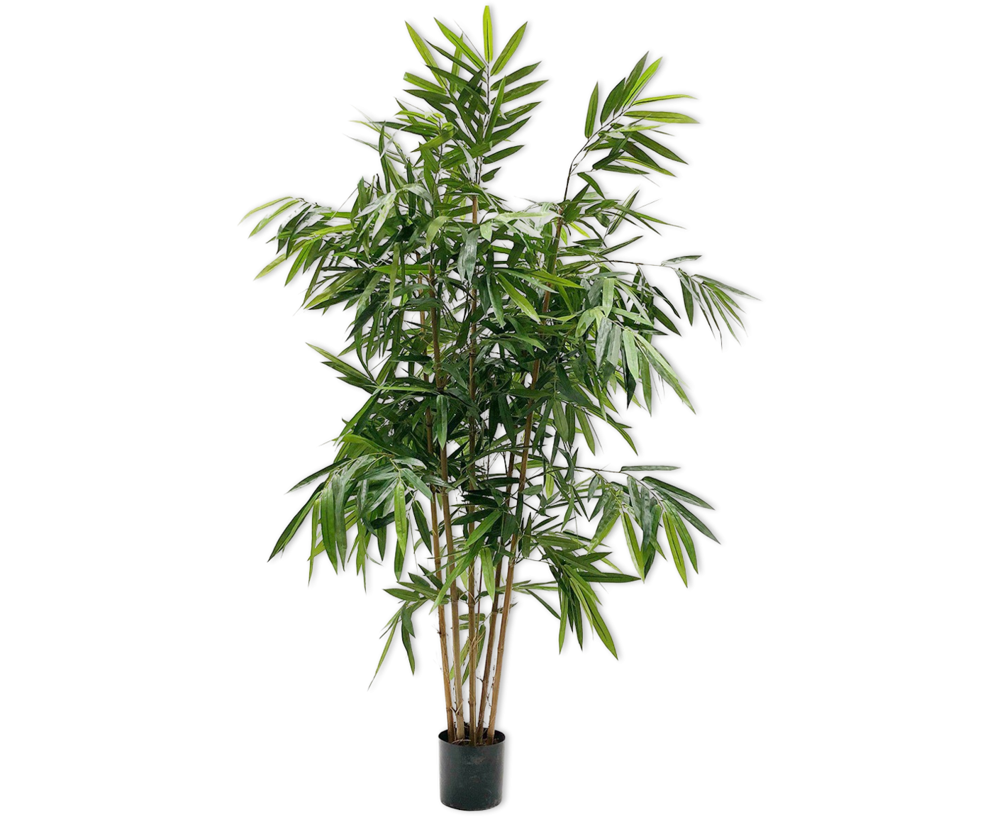 Bamboo Green 183cm