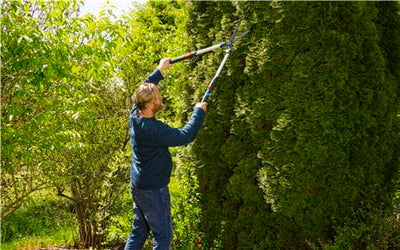 TeleCut Hedge Clipper