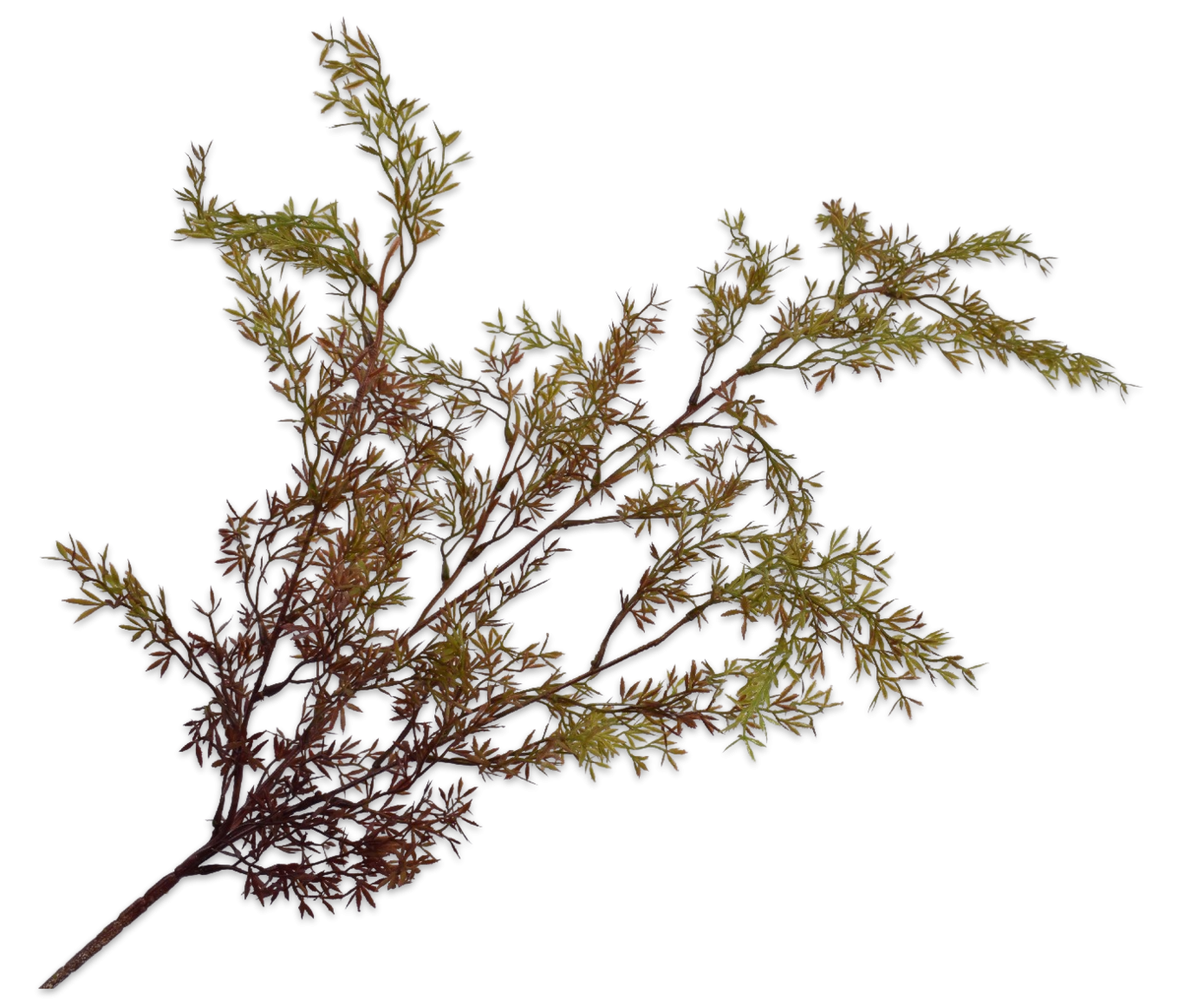 Asparagus Spray Green/Brn 104cm