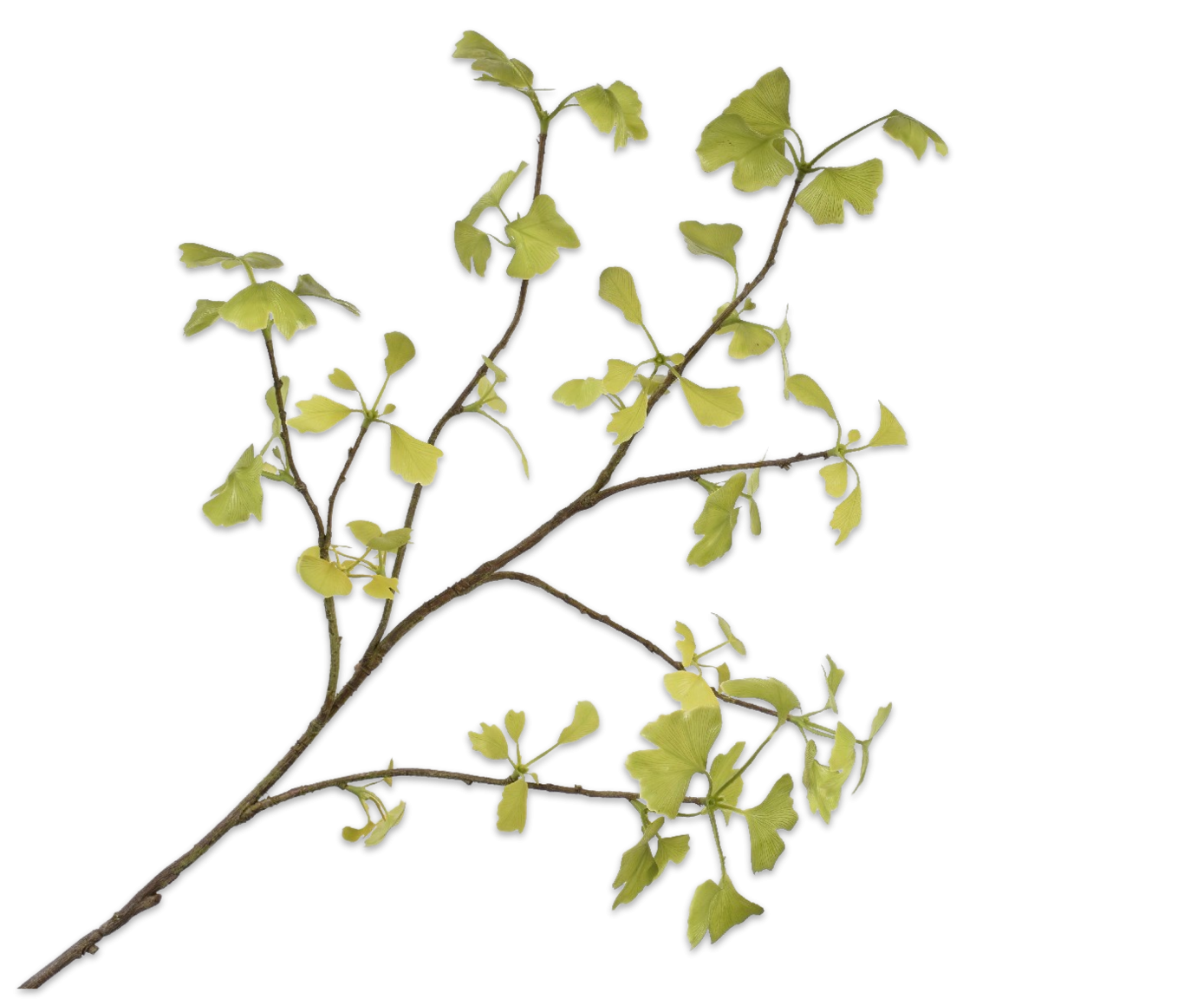 Ginkgo Spray Green/Brown 96cm