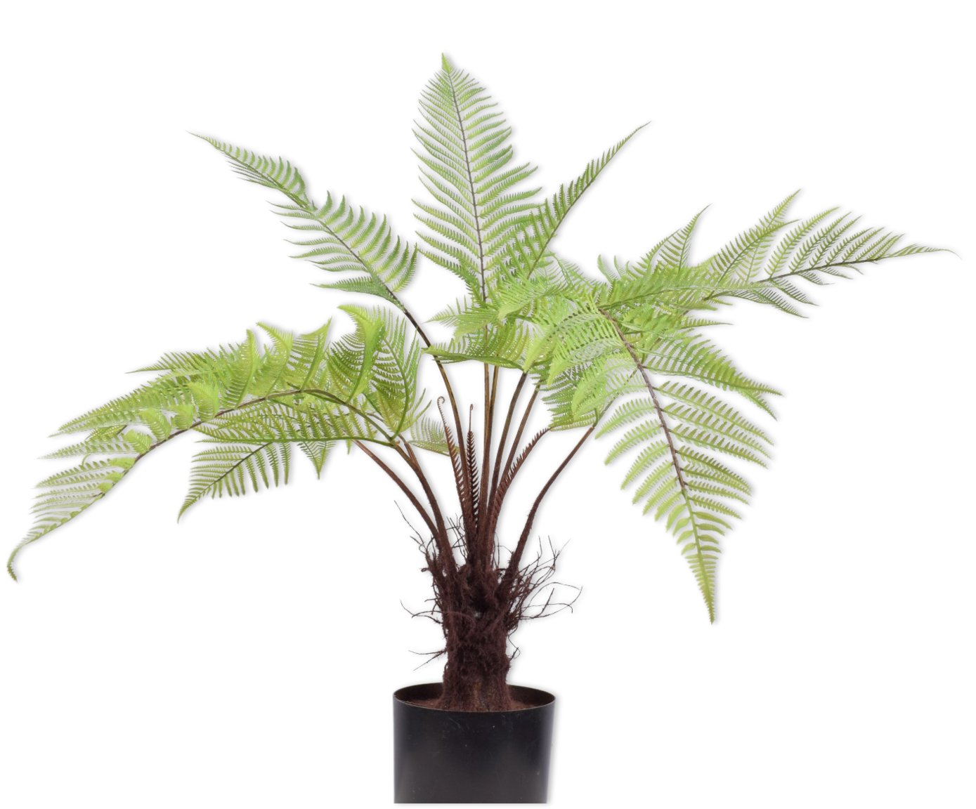 Fern Green 86cm