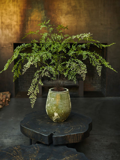 Palm Green 123cm
