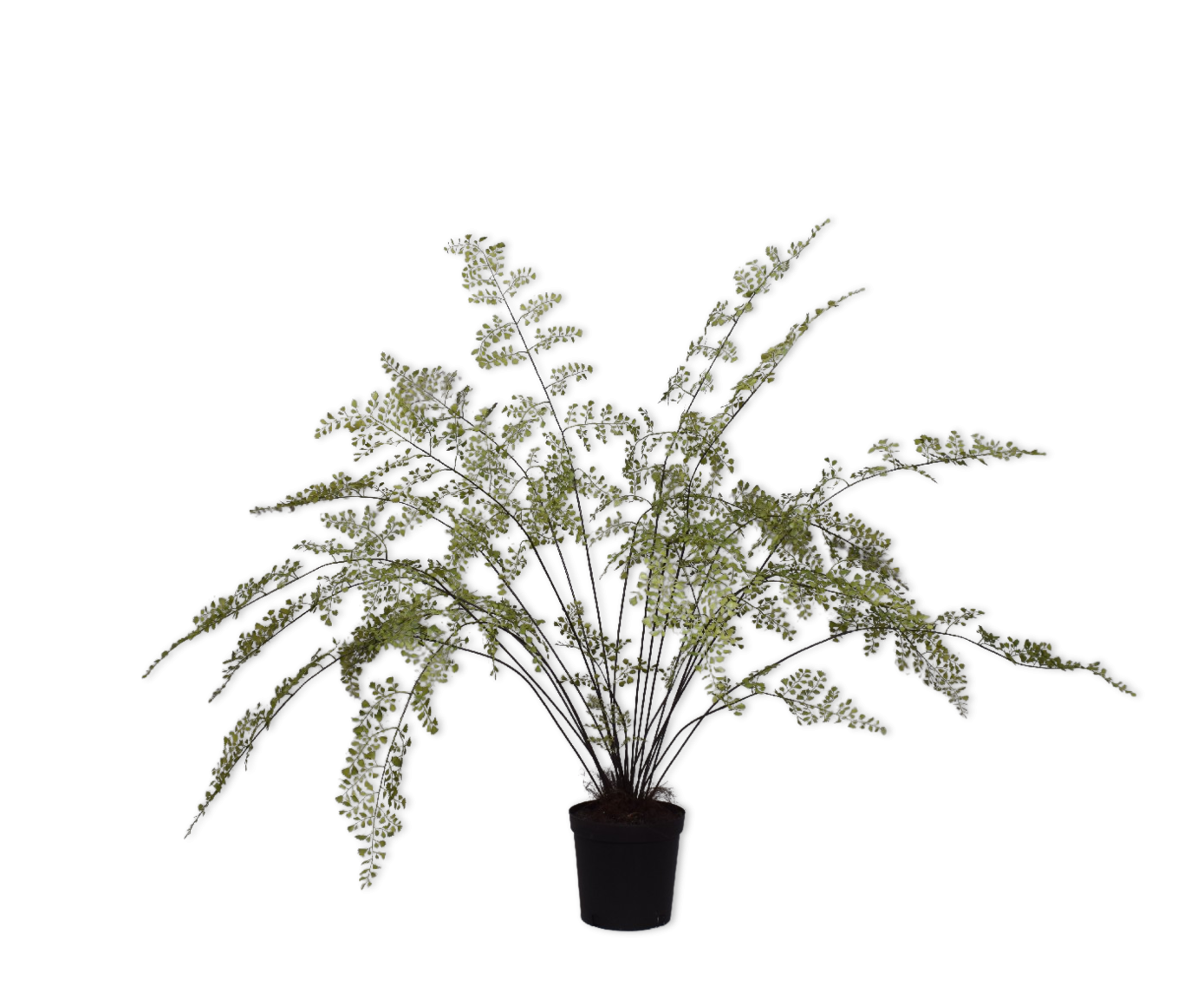 Palm Green 123cm