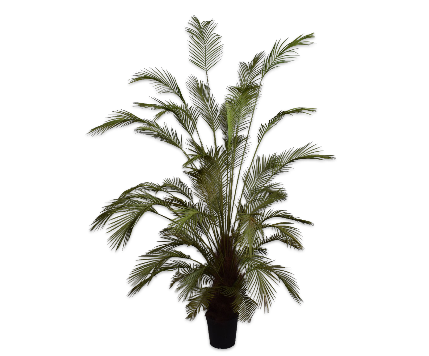 Palm Green 230cm
