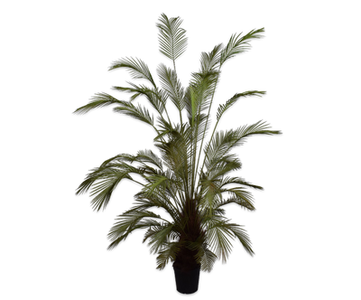 Palm Green 230cm
