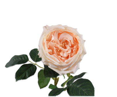 Rose Stem Peach 59cm