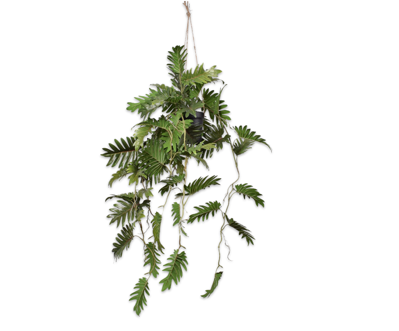 Philodendron Hang Green 104cm