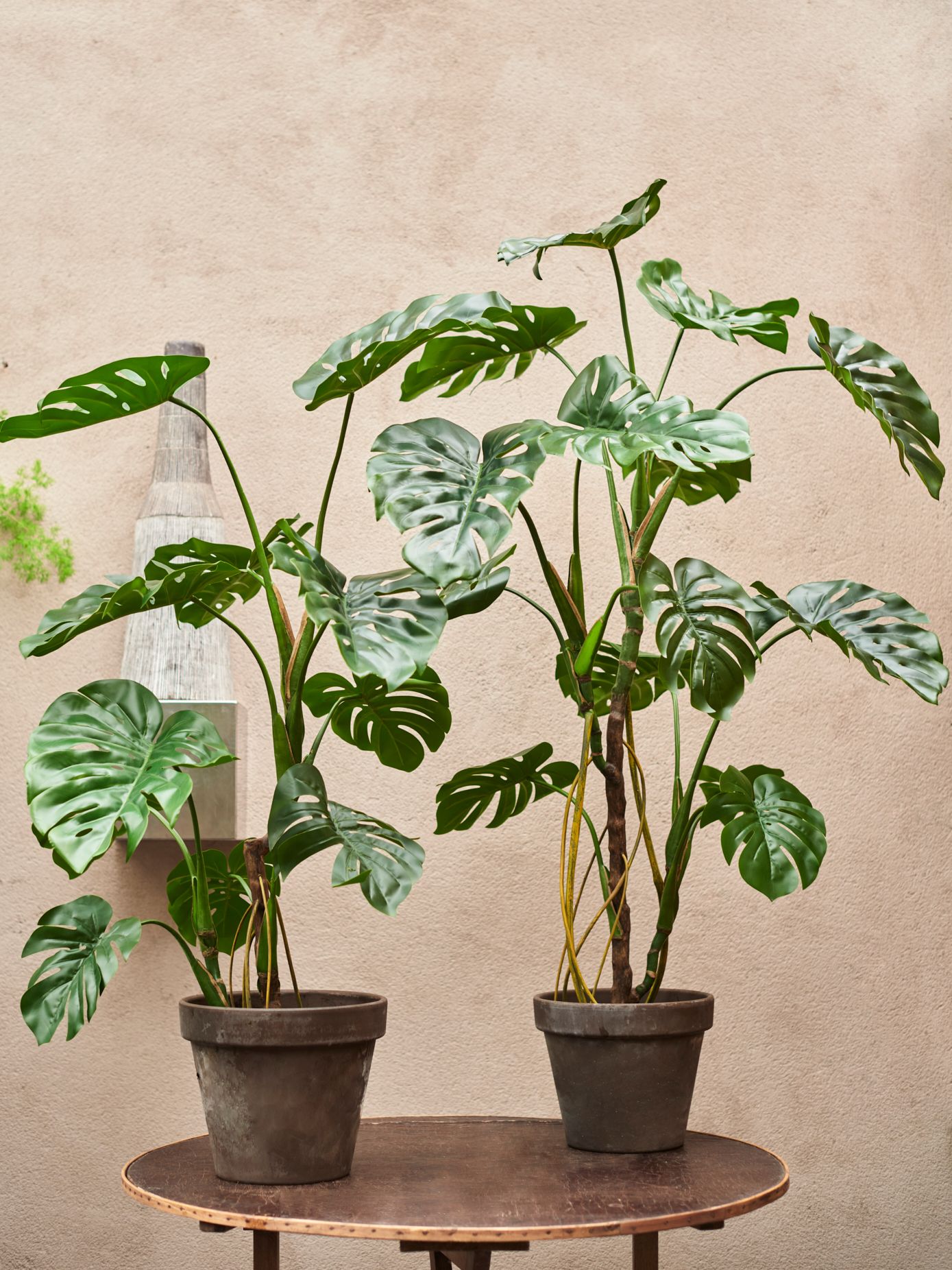 monstera cheese plant - 150cm