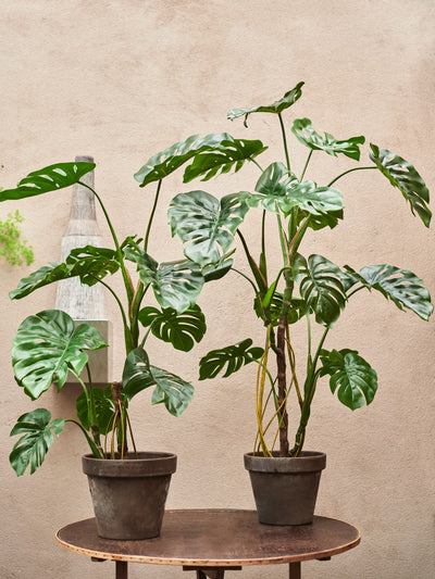 monstera cheese plant - 150cm