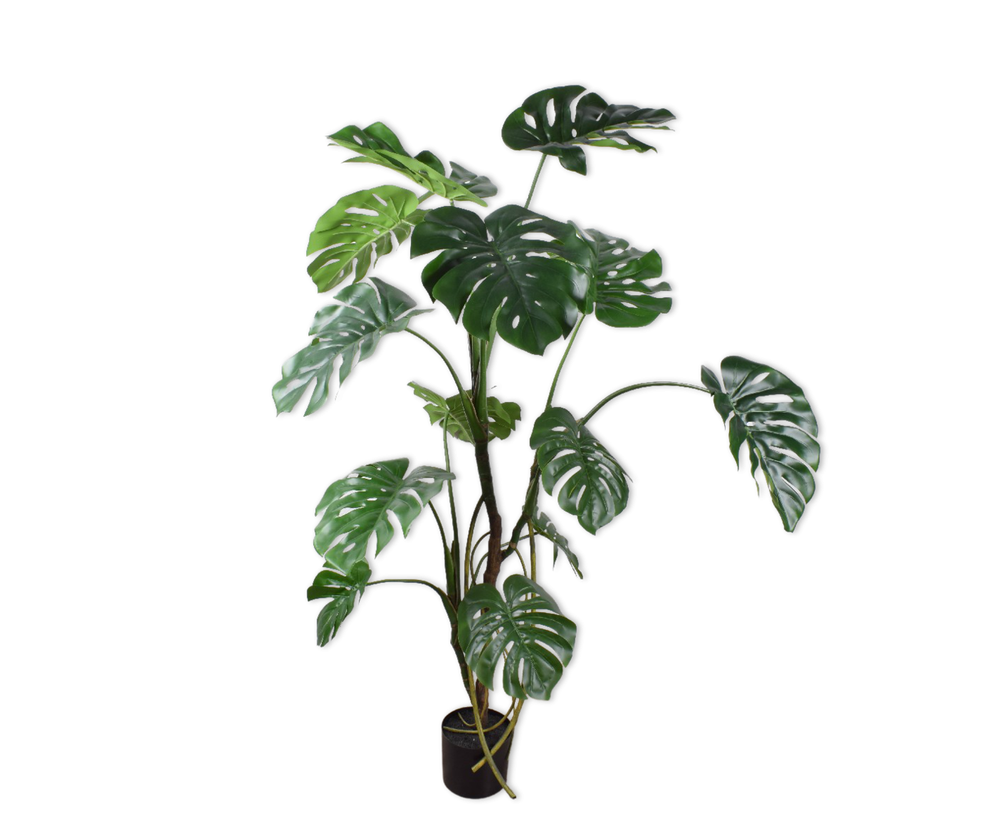 monstera cheese plant - 150cm