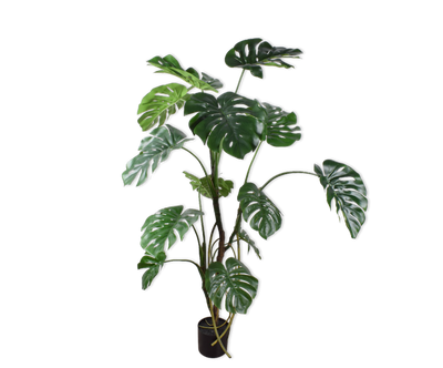 monstera cheese plant - 150cm