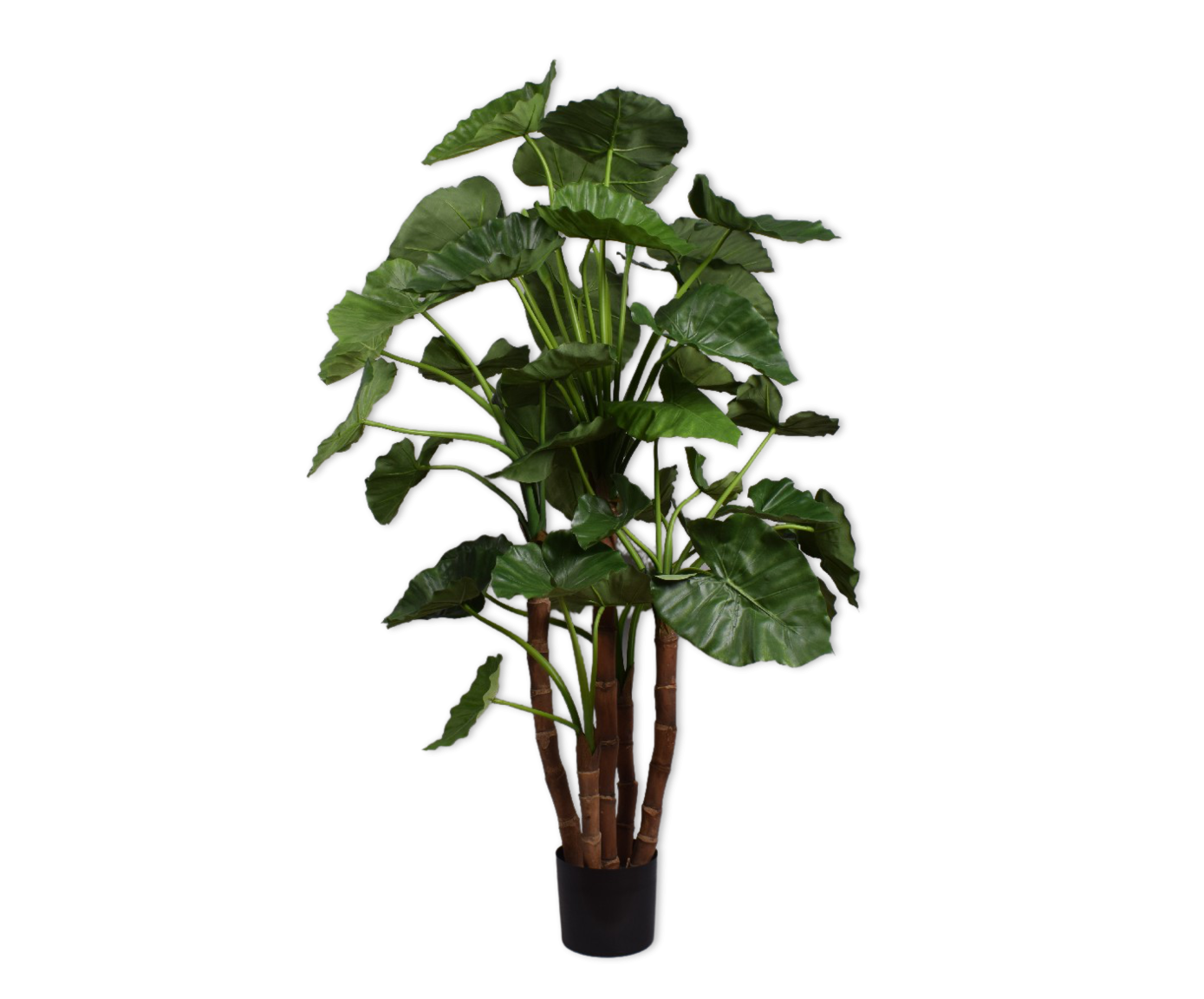 Alocasia Green 150cm