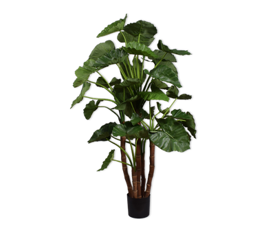 Alocasia Green 150cm