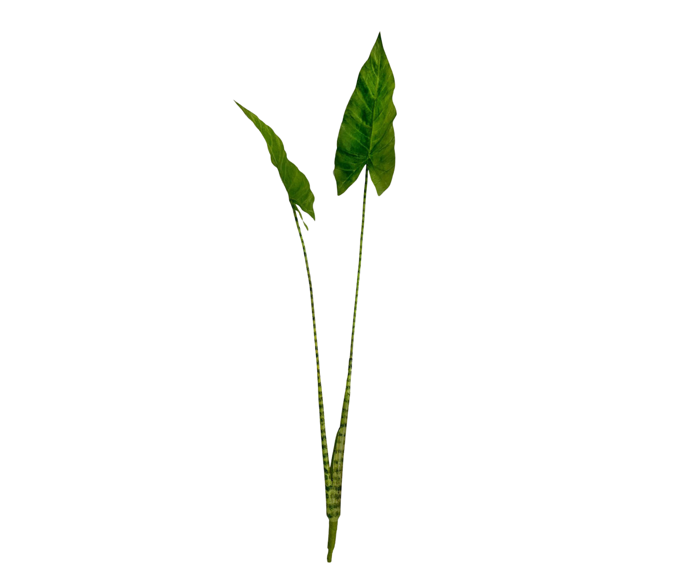Alocasia Pick Green 100cm