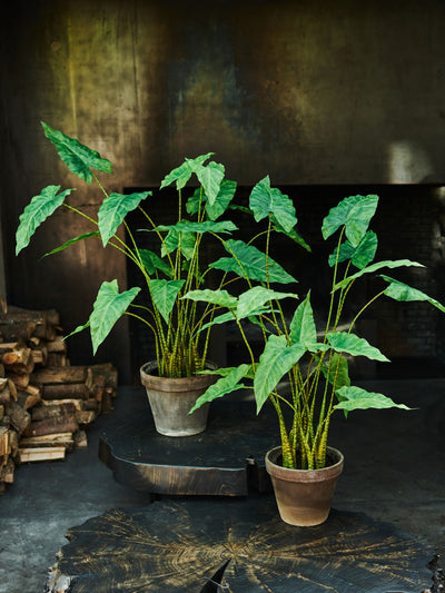 Alocasia Green 94cm