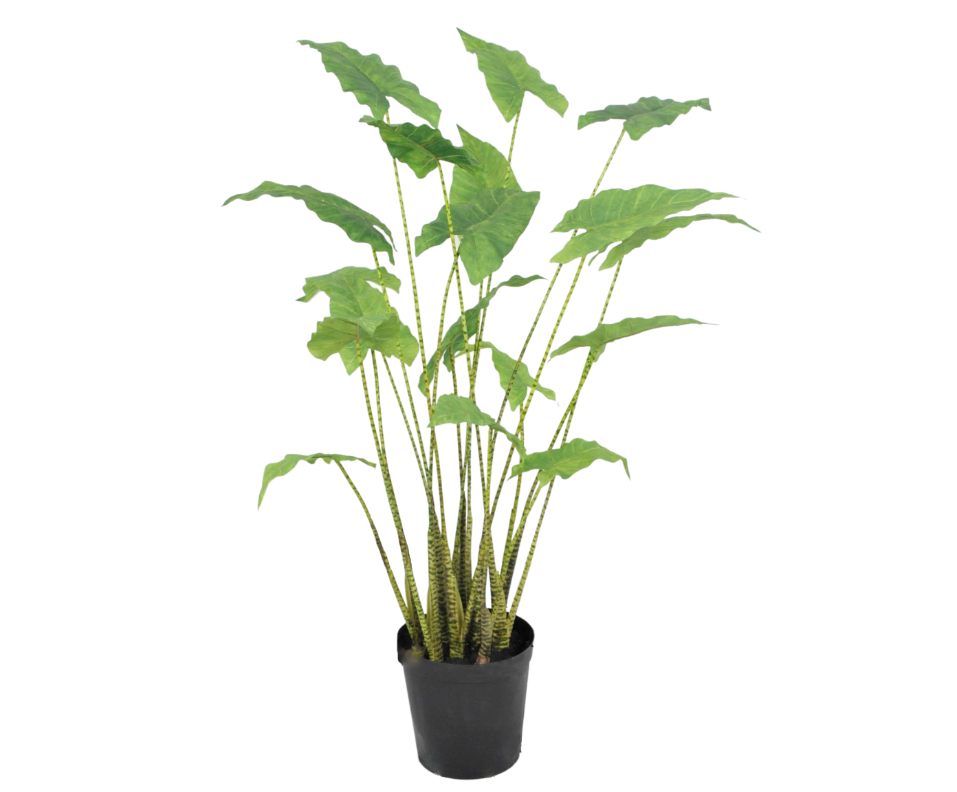 Alocasia Green 94cm