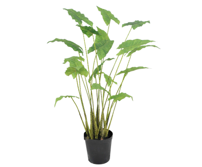 Alocasia Green 94cm