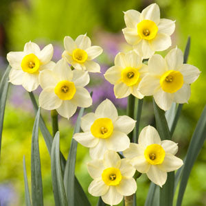 Narcissus Tazetta Minnow