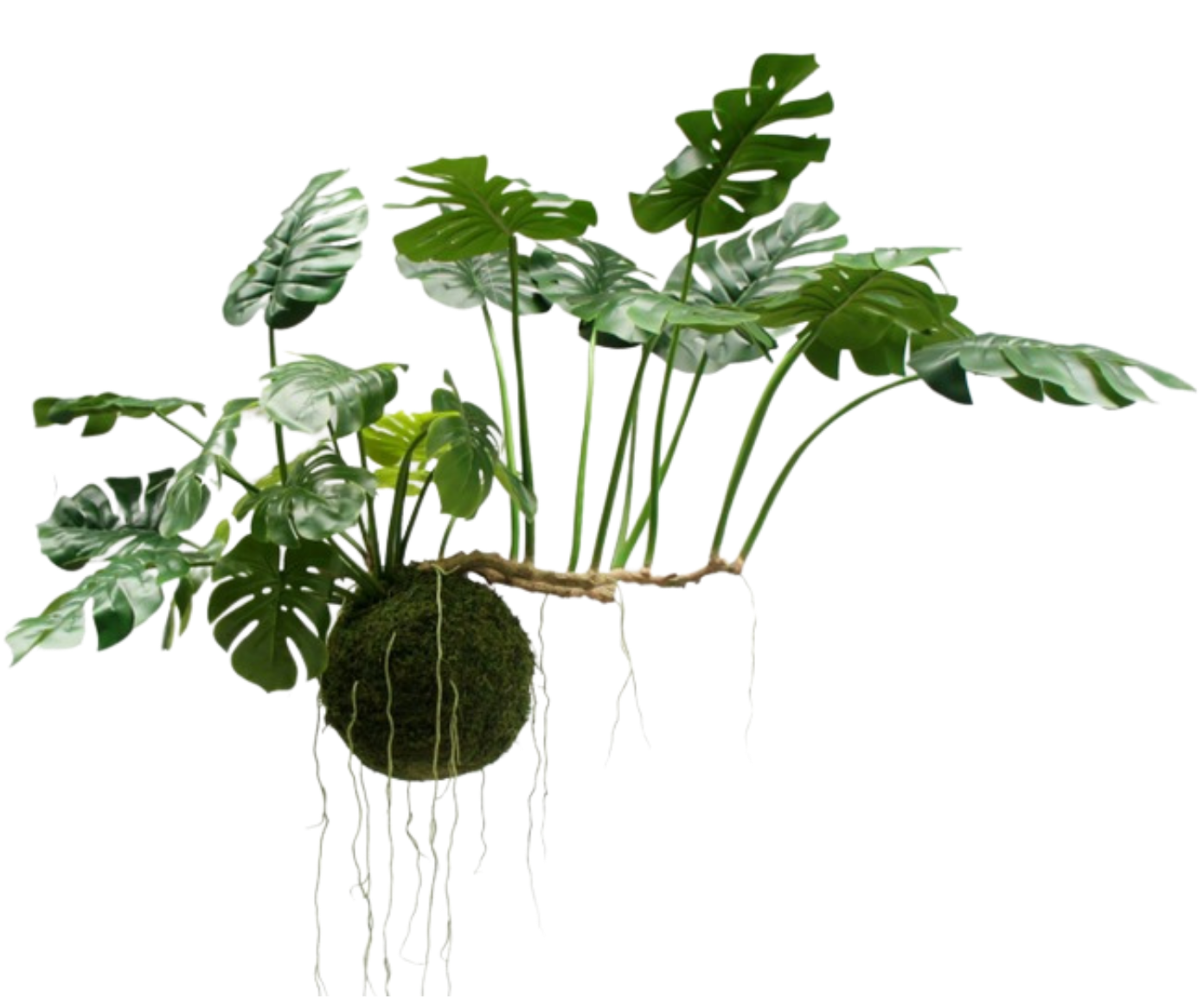 Monstera Hang Green 80cm
