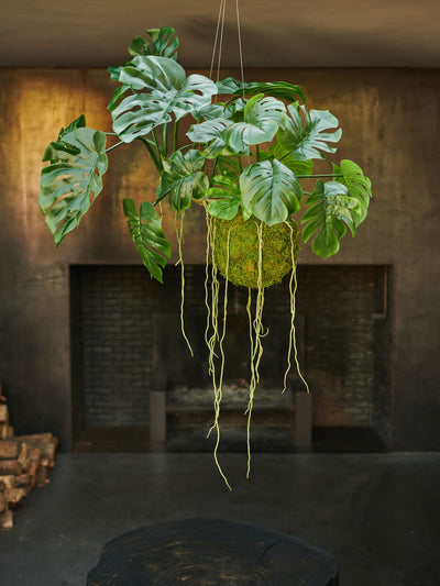 Monstera Hang Green 60cm