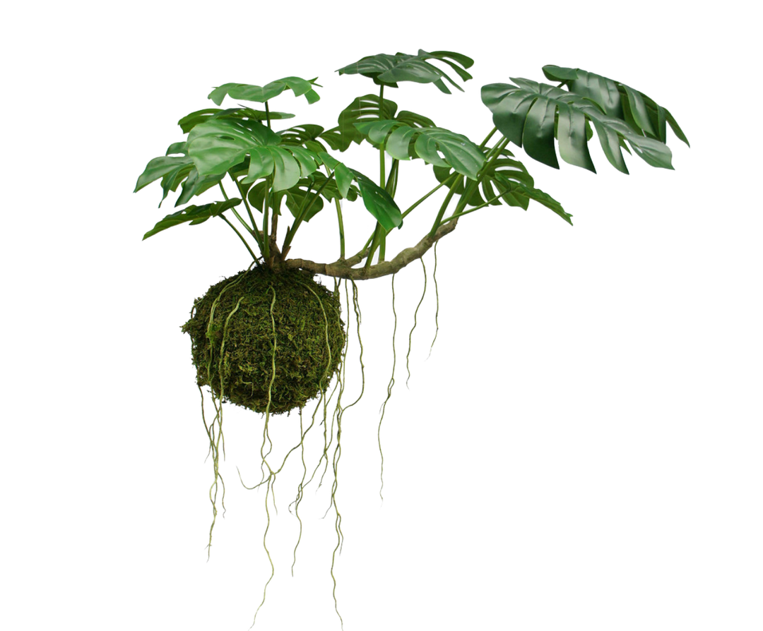 Monstera Hang Green 60cm – The Pavilion