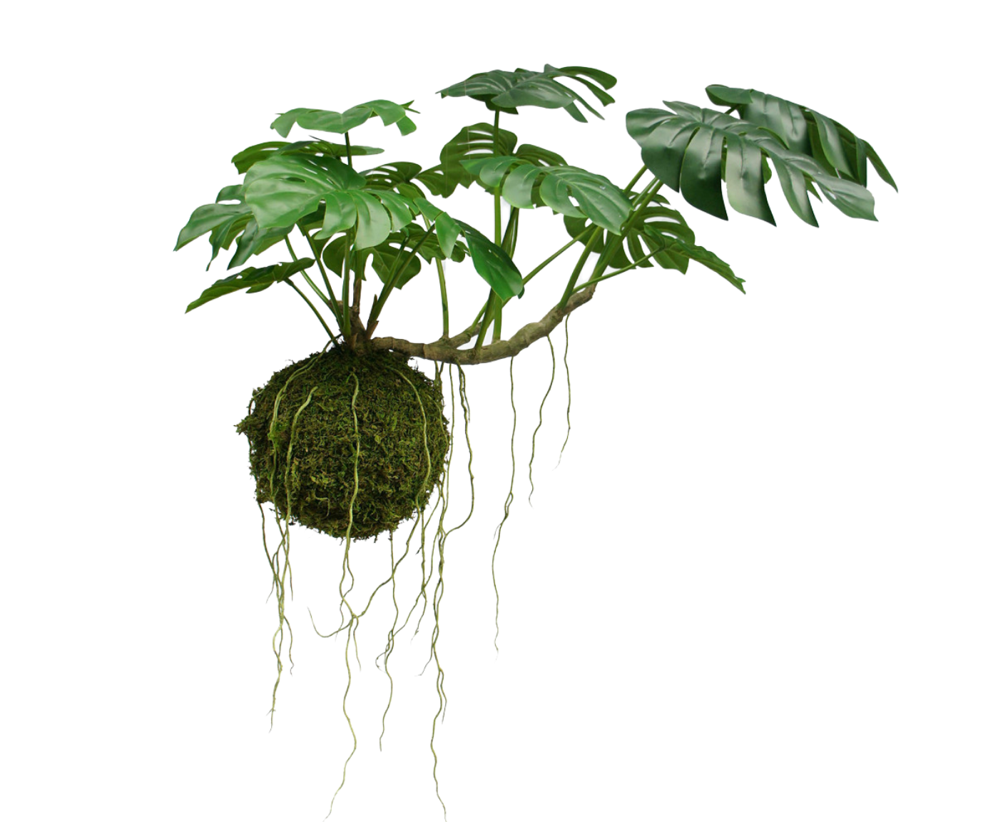 Monstera Hang Green 60cm