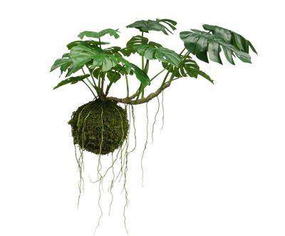 Monstera Hang Green 60cm