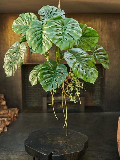 Monstera Hang Green 160cm
