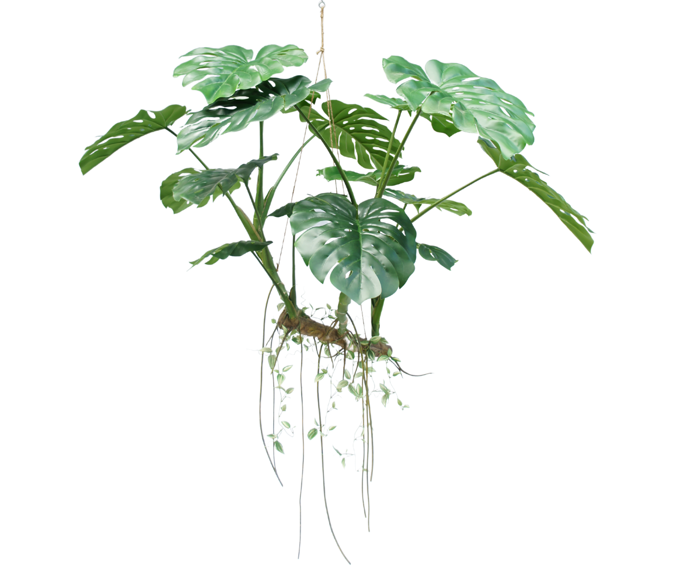 Monstera Hang Green 160cm