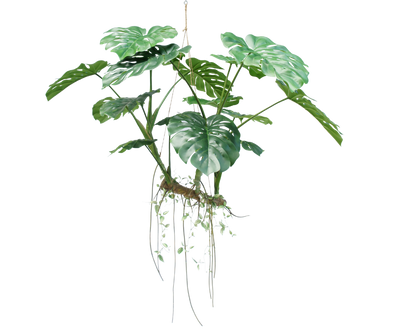 Monstera Hang Green 160cm