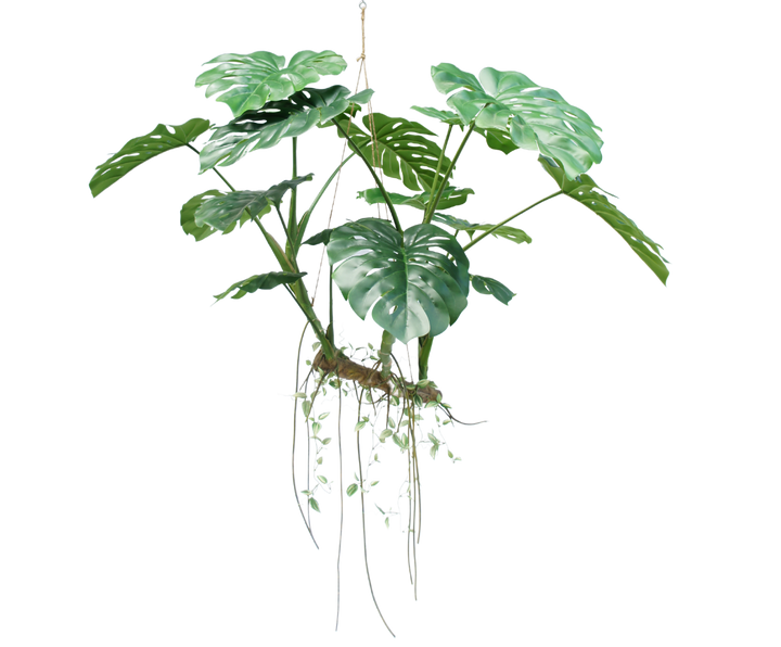 Monstera Hang Green 160cm – The Pavilion
