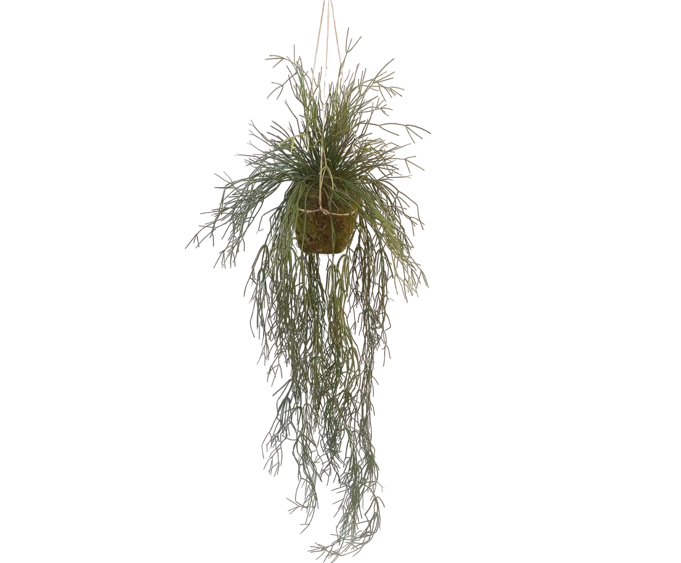 Succulent Hang Green 165cm