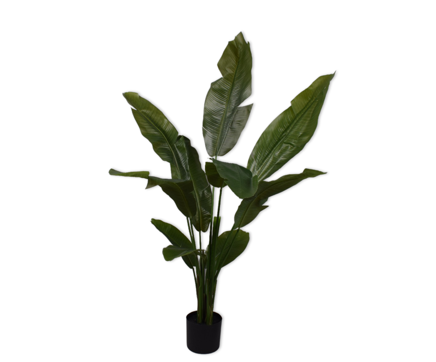 Strelitzia Green 150cm