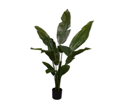 Strelitzia Green 150cm