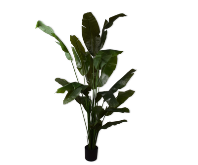 Strelitzia Green 200cm