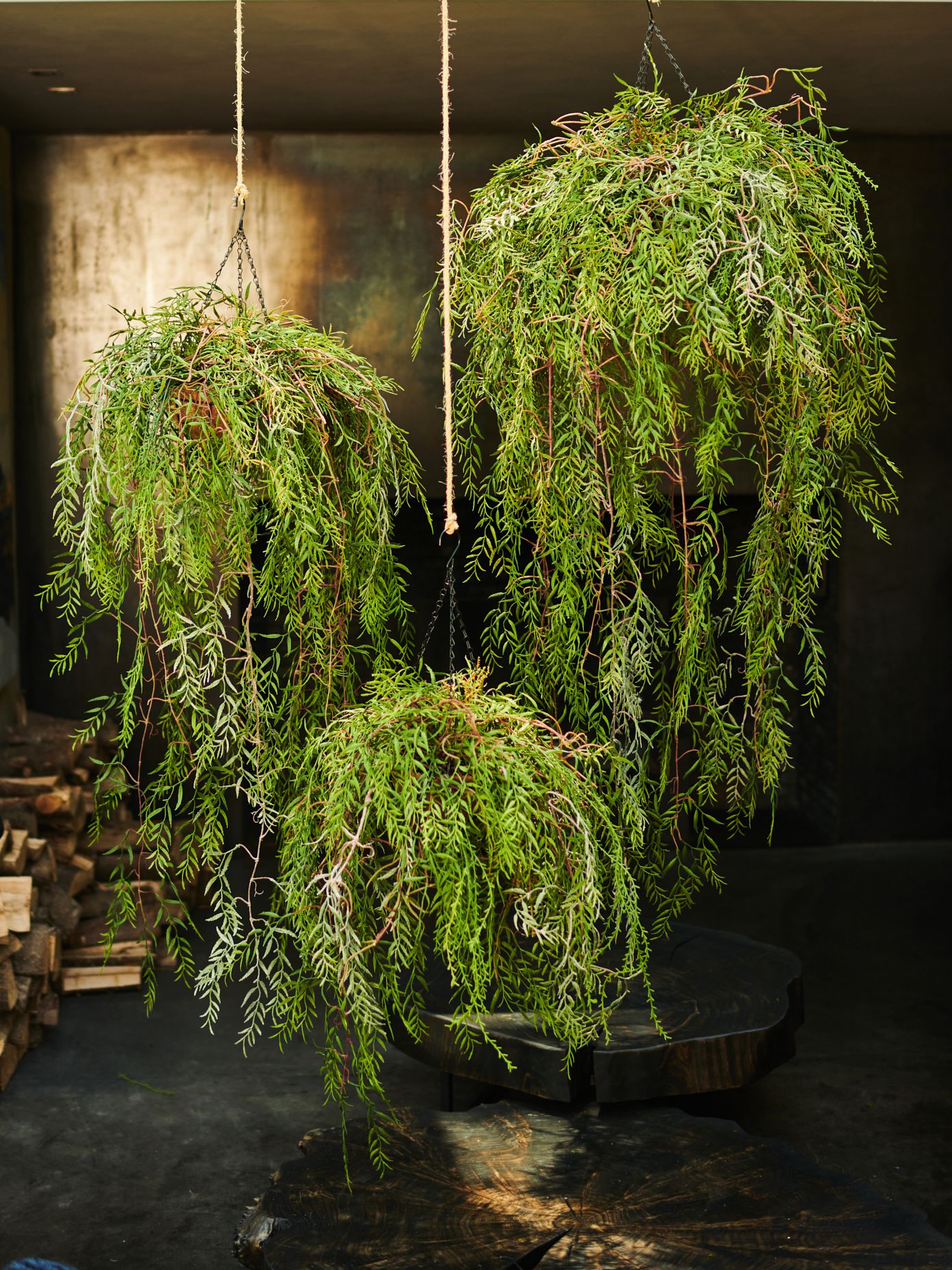 Plant Hang Green 150cm
