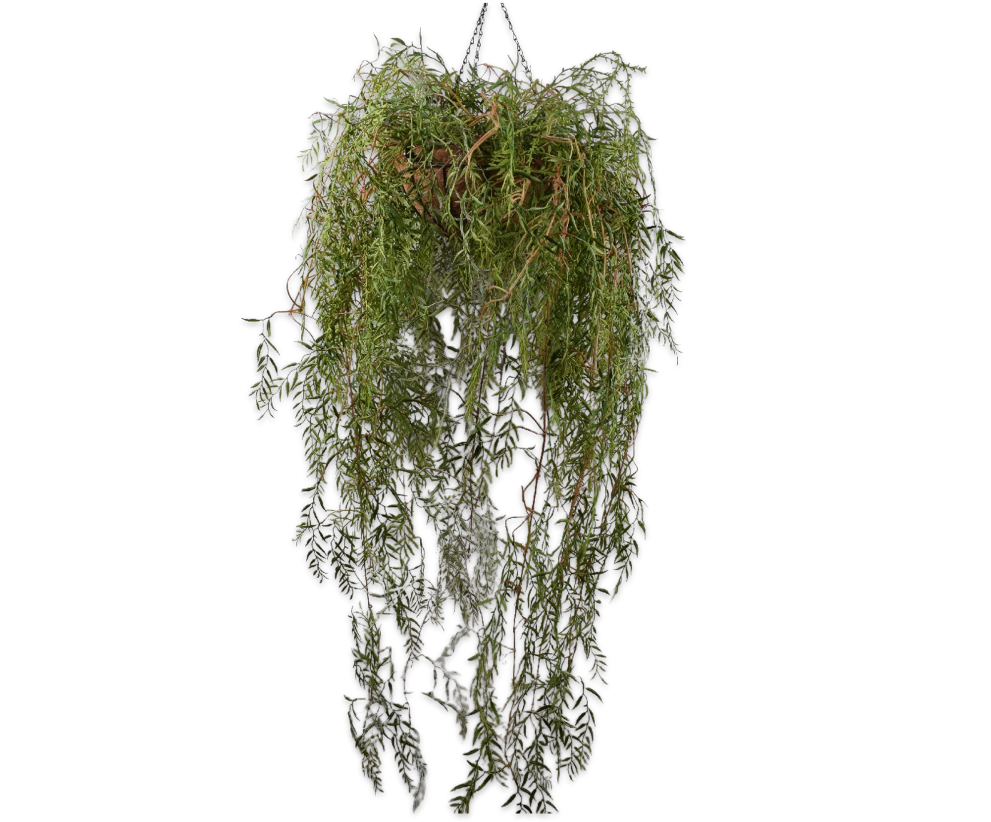 Plant Hang Green 150cm