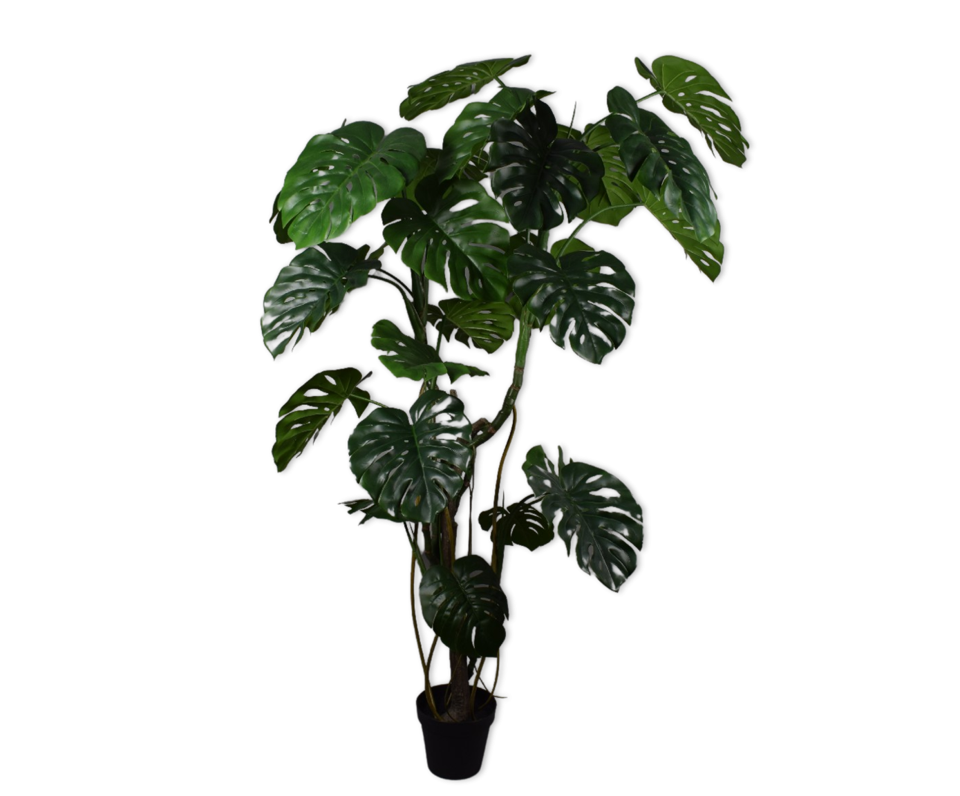 Monstera Green 210cm