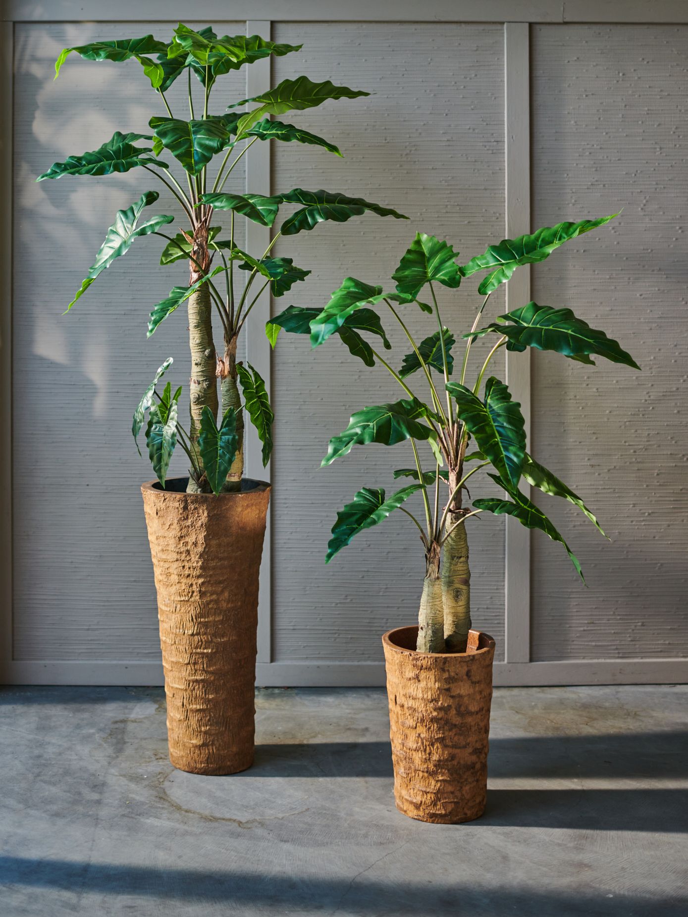 Alocasia Green 152cm