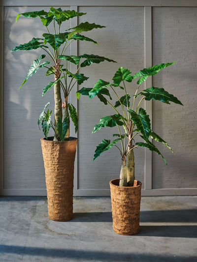Alocasia Green 152cm