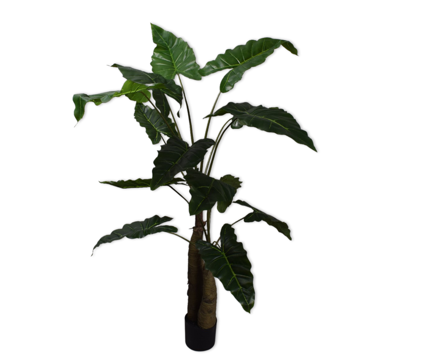 Alocasia Green 152cm