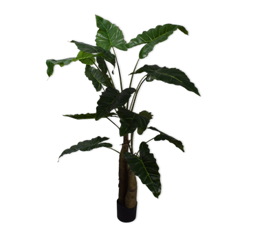 Alocasia Green 152cm