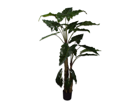 Alocasia Green 182cm