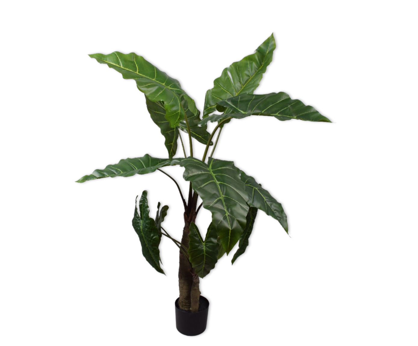 Alocasia Green 121cm.