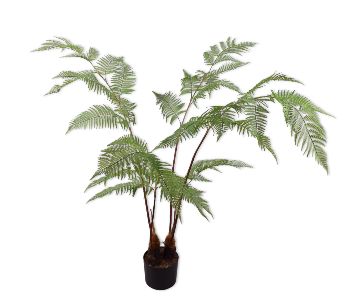 Plant Fern Green 157cm