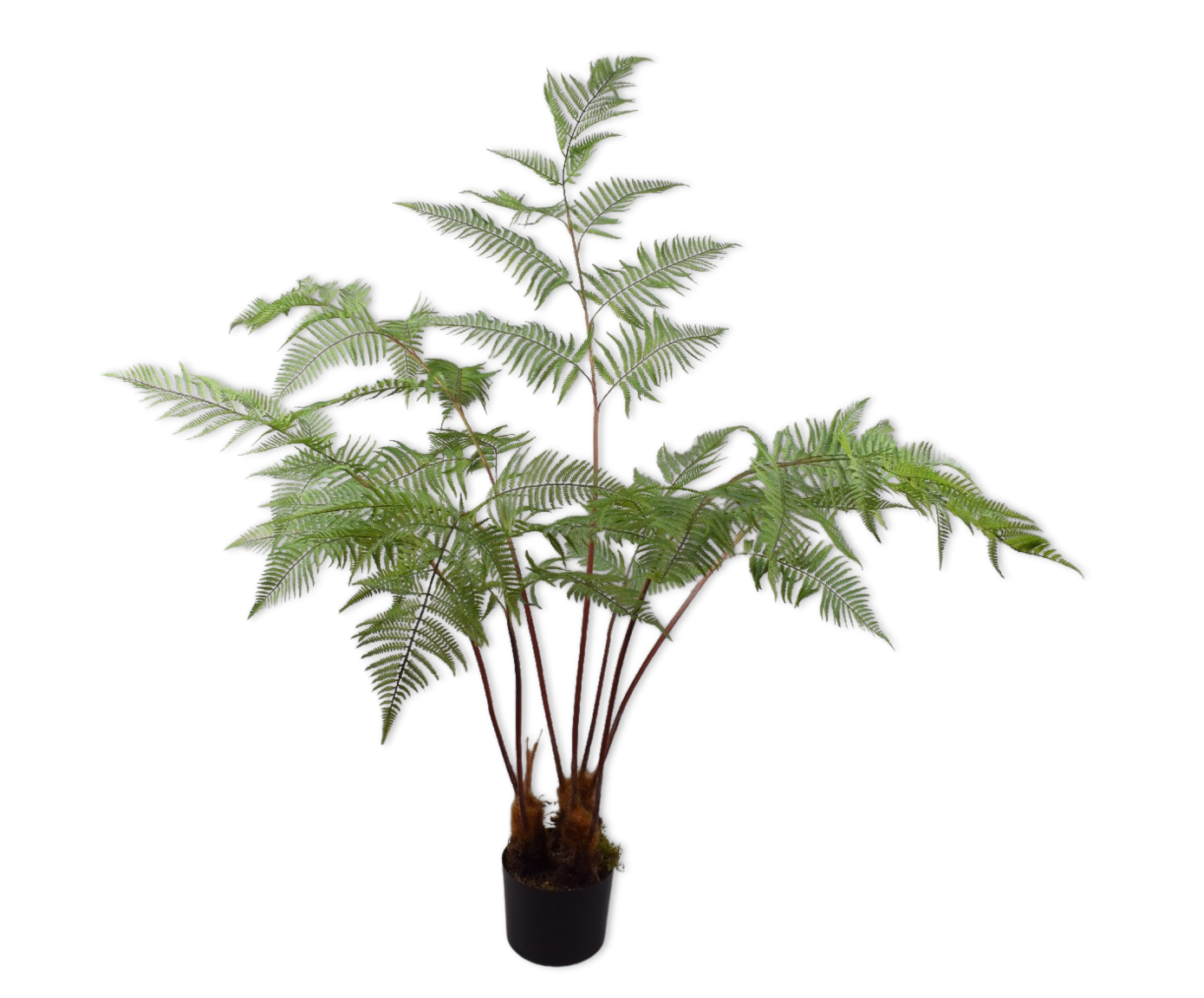 Plant Fern Green 157cm.