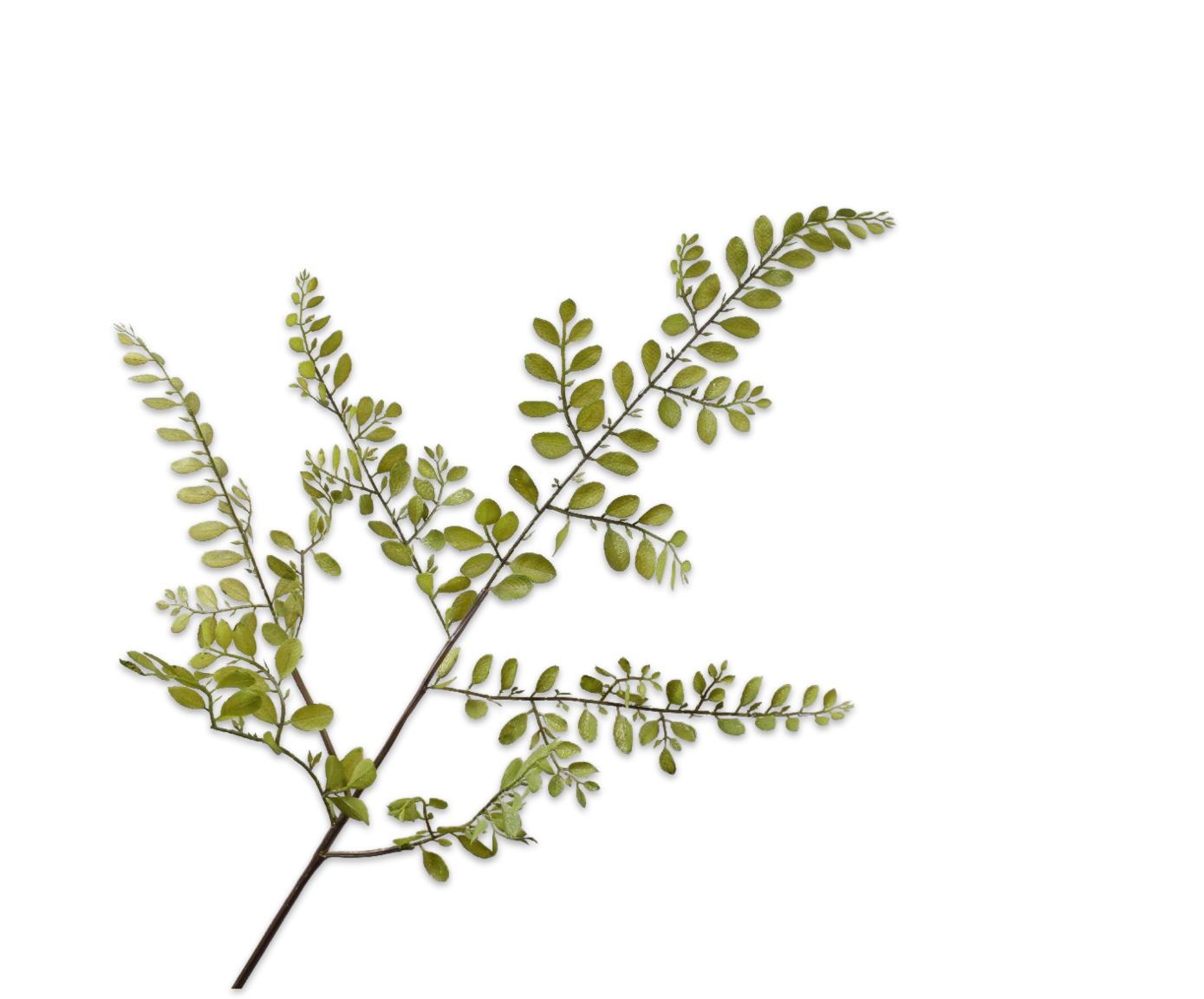 Leaf Spray Green 114cm